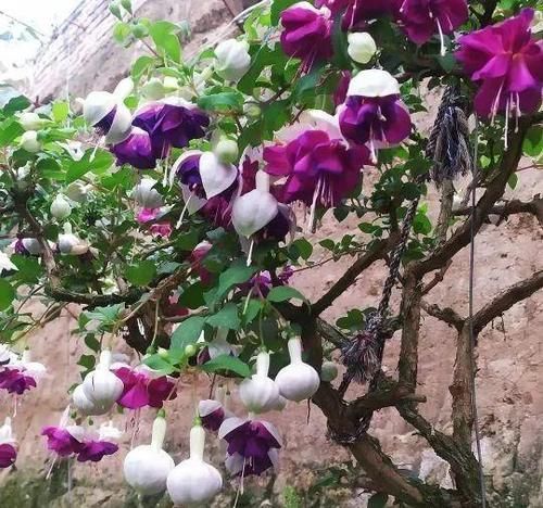 4种“开花机器”,现在养一盆正合适,放在家里三季有花,四季有景!