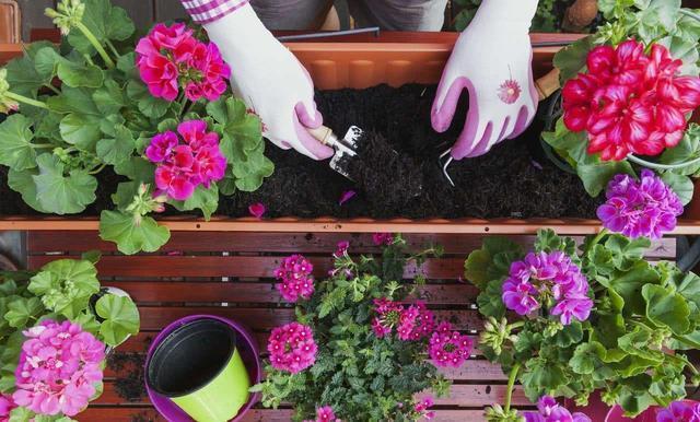 喜欢养花的朋友,几个臭毛病,出门变得贼溜溜,看你有没有