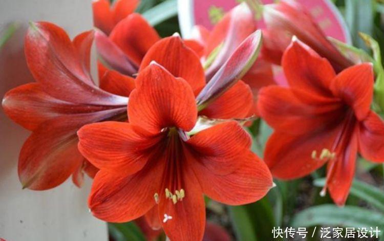 花就养4种花,家里养一盆,花色鲜艳夺目,花朵美艳迷人