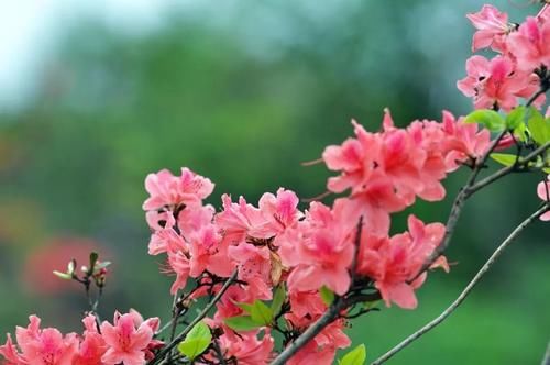 “花中西施”杜鹃也会“黄脸、起皱”，善用一物，妙手回春！