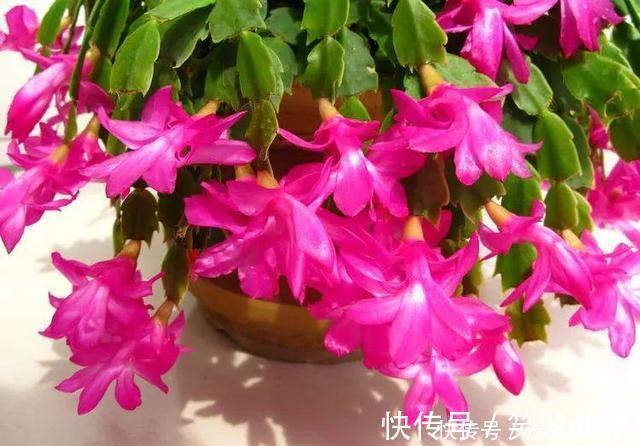 花蕾|蟹爪兰这么浇水，不仅不死，反而长的更好了