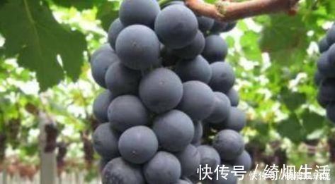 养生|女性养生推荐常吃3种食物,补血润肤,排毒养颜,皮肤光滑有弹性