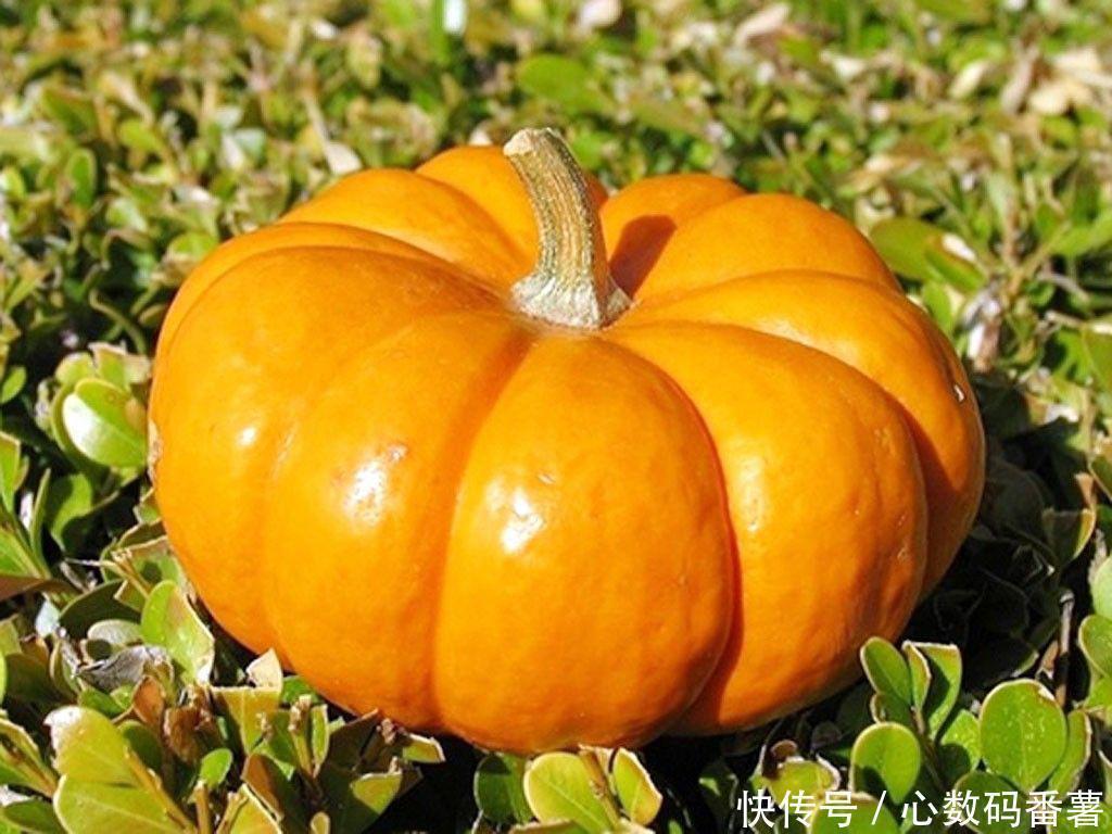 教授|脑科教授:最补脑的不是牛奶,是无人在意的3物,孩子吃了头脑棒