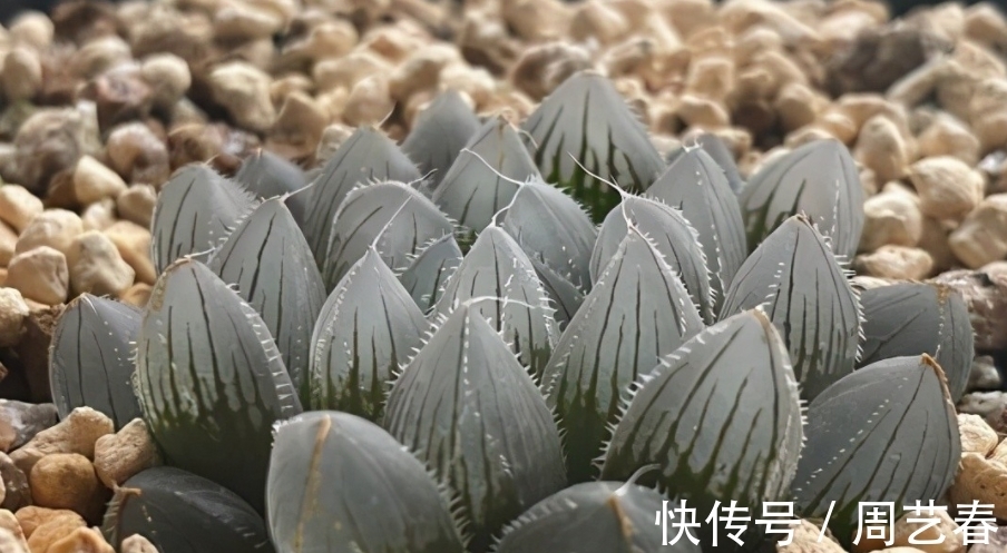 多肉植物玉露养护指南:叶子干瘪摊大饼该怎么办?