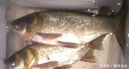  反而|注意了，搭配不当反而伤身！鱼不是你想吃就能吃的！