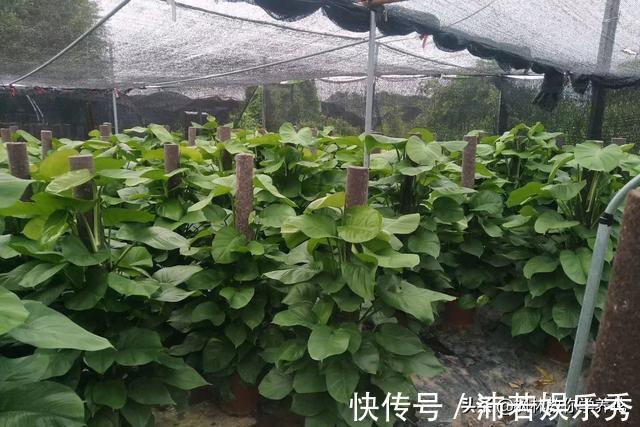 叶片儿|死记硬背“大叶绿萝”的“3喜3怕”,还愁养不好