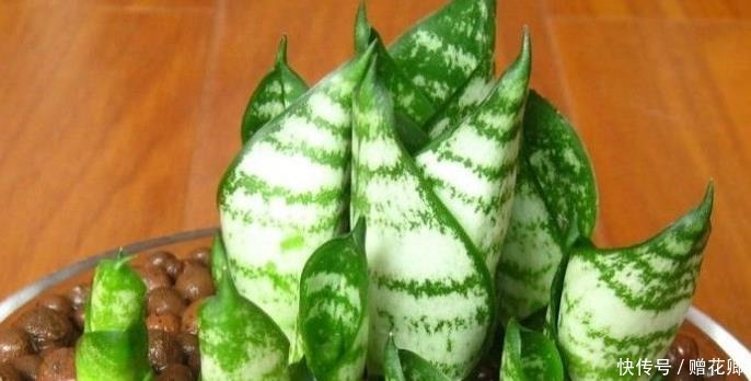厨房这些东西用来养虎皮兰,很快长出侧芽一盆变几盆,省钱又方便!