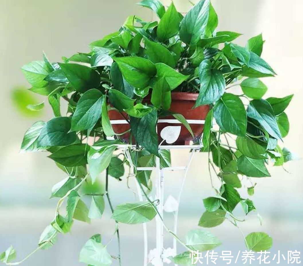 天冷了没花看,不如养6种漂亮“绿植”,美观大方还有益健康