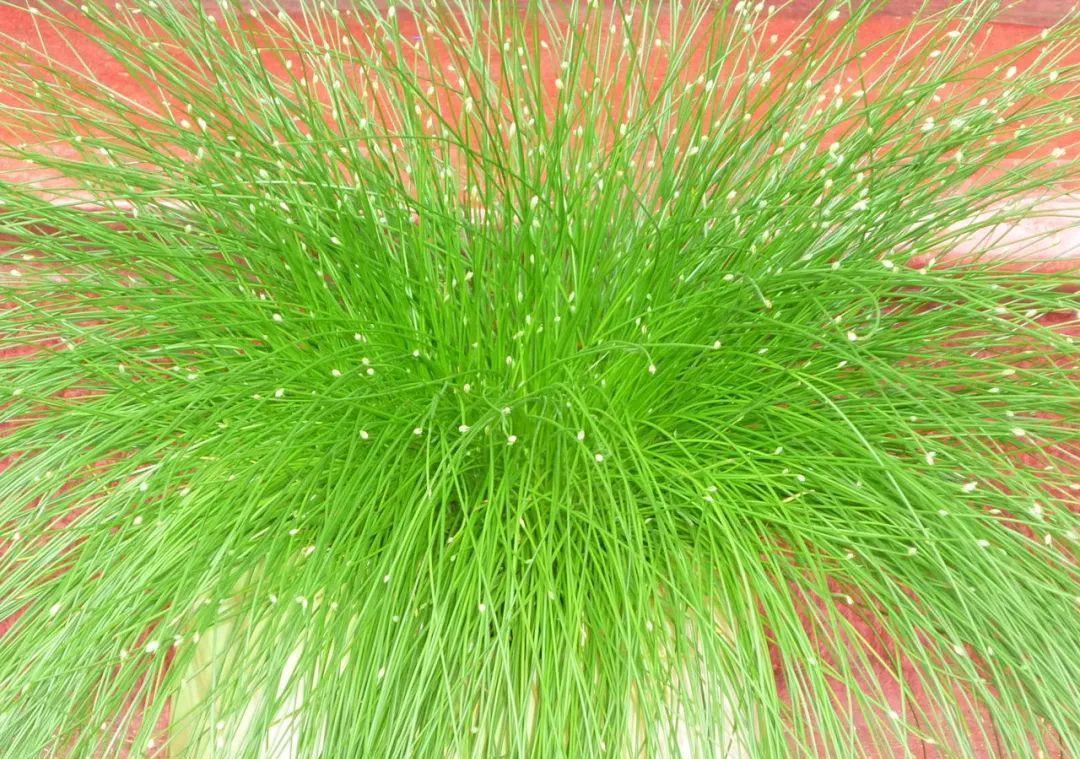 太美了这些草比花还漂亮,第一种就迷倒很多人