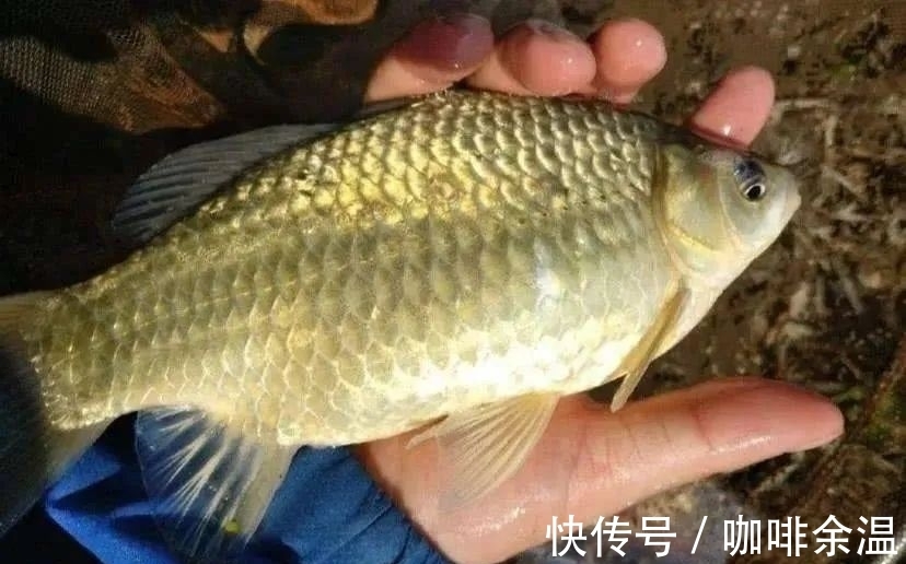 冬钓大鲫鱼的4个核心技巧,天气越冷咬钩的鲫鱼越大!