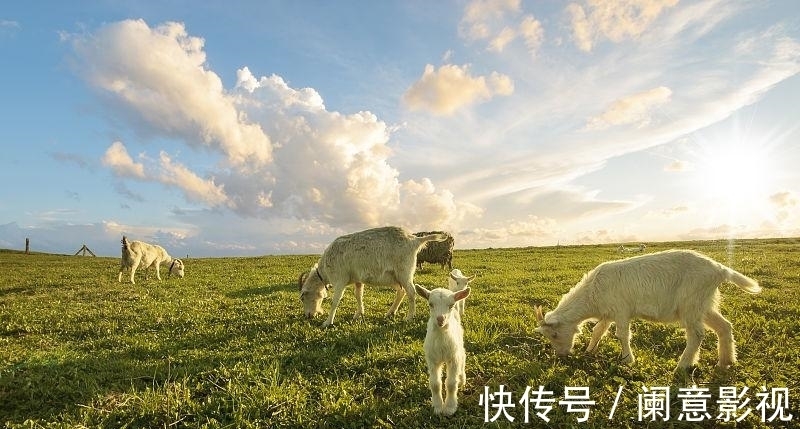 机遇|生肖羊：运势上上签，桃花旺横财多，握住大好机遇有望赚得盆满钵满