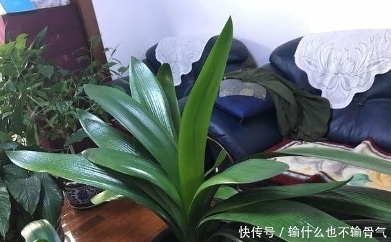 光泽|想要君子兰长的好,用一粒药,树叶茂盛光泽开花颜色好看!