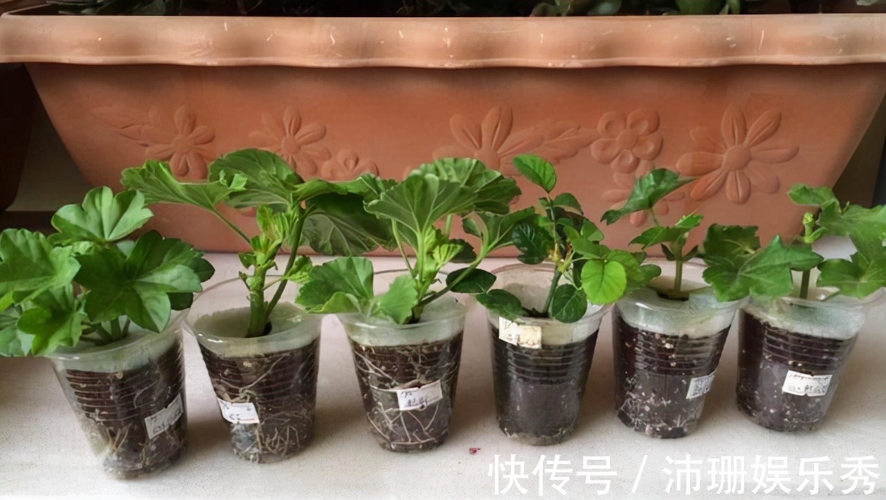 5种花“扦插”正当时,天气转凉利于生根,喜欢别偷懒