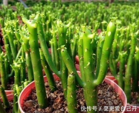 客厅和阳台,别养4种花,作为“毒花”的它们,对健康不利!