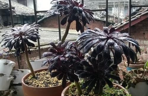  要注意|多肉黑法师养不好？牢记此3点，叶片乌黑光亮，轻松出状态！