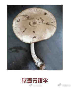 蘑菇|这些蘑菇都有毒：收好这份毒蘑菇图鉴