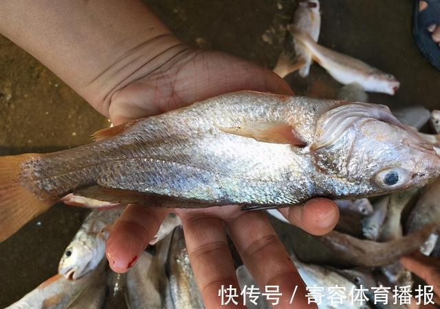 寄生虫|市面上“寄生虫”最多的3种鱼,聪明人从不买,不懂的人经常买