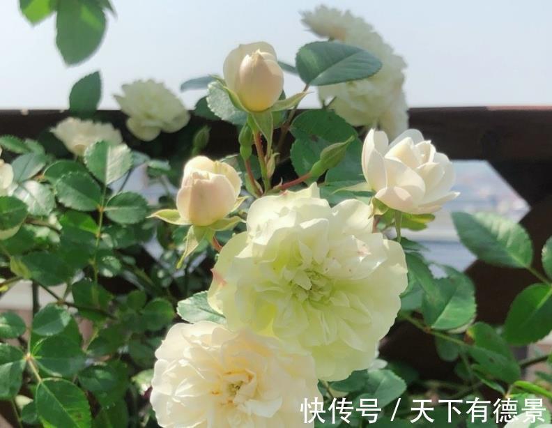 爱情|它是灌木蔷薇，名为绿玫瑰，寓意：永不老去的爱情，人见人爱