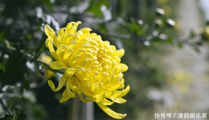 菊花|菊花加此物,每天泡一杯,排毒又健身,视力好,肝越来越健康