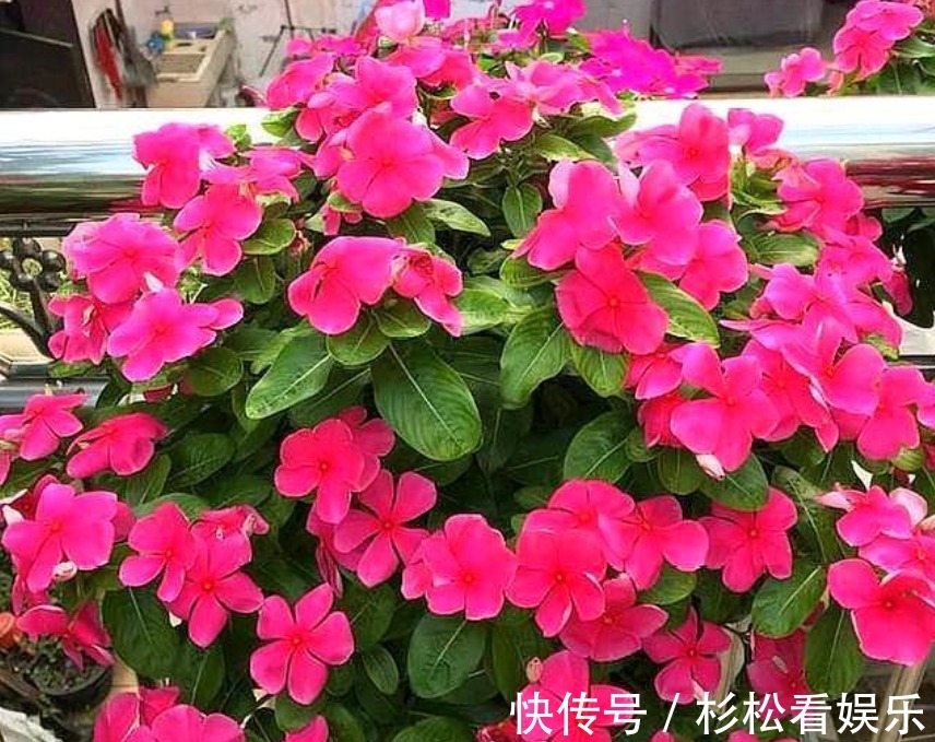 美女|4种“漂亮”的花,便宜又好养,10块钱“两盆”,每天有花赏!