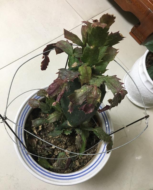 蟹爪兰掉成“无爪虾”,就是夏天做错“一件事”,还不赶紧改正