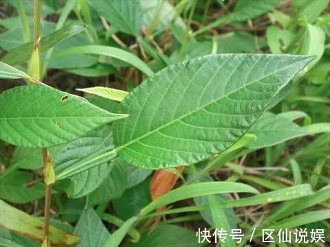 妊娠呕吐|一种仙茶,风湿痛、荨麻疹、肝硬化,均可治