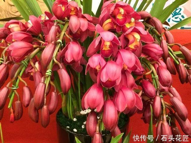 磷酸二氢钾|4种花“专挑”冬天开，10月买回家，养2个月就开花了