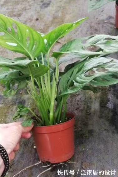 观叶花卉|这两款室内除甲醛,观叶花卉,长的太像,如何区分呢