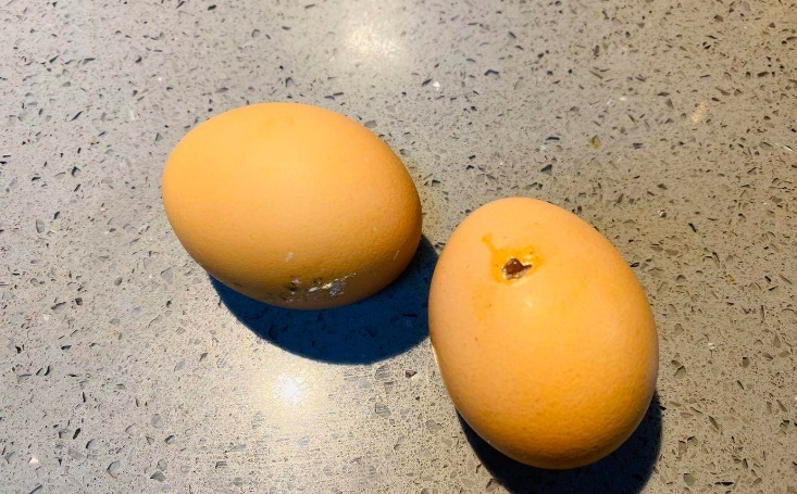 养花肥|这3样东西扔掉太可惜,学会正确方法制成养花肥,省钱、效果好