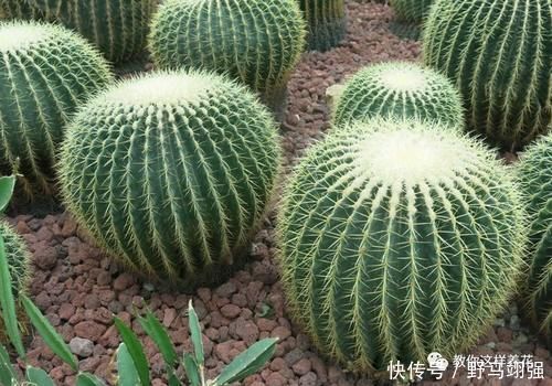 金钱树|太省心的花,1个月浇一次就行,叶子长的还超旺盛!