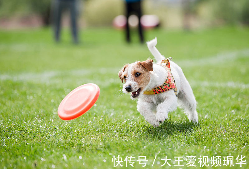 好运|生肖属狗人，8月好运连连，财运亨通