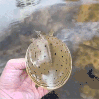 |搞笑GIF趣图:这位选手,打水漂大赛用这个是犯规的