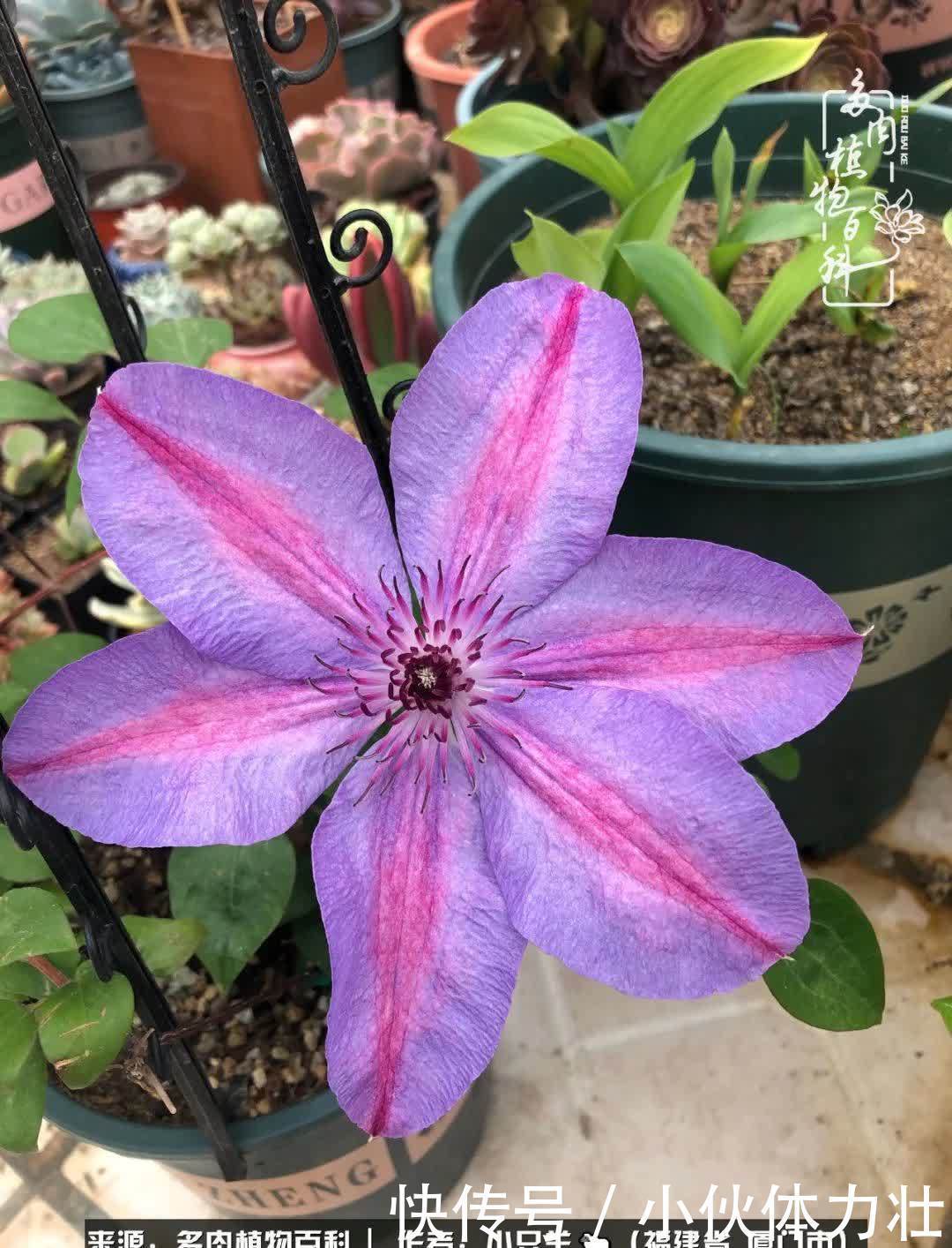 多肉,似星辰大海般的璀璨!