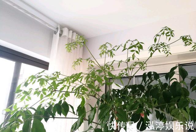 幸福树|幸福树盆栽，养护注意“4点”，新芽多，特别茂盛，还能养开花