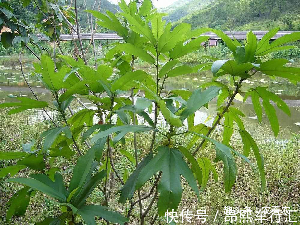 广东地区|价值不输人参，老人拿它泡酒，10元一斤，可不多见