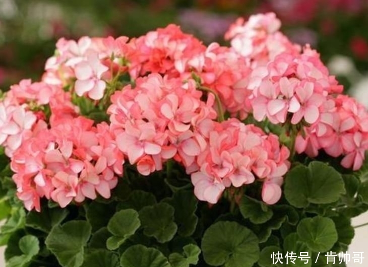 “4种花”养阳台,浇点水就狂开花,养在客厅,人也变美了!