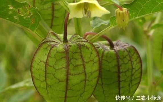 治疗|农村这种野草,是一种珍贵中草药,治疗痔疮效果很明显