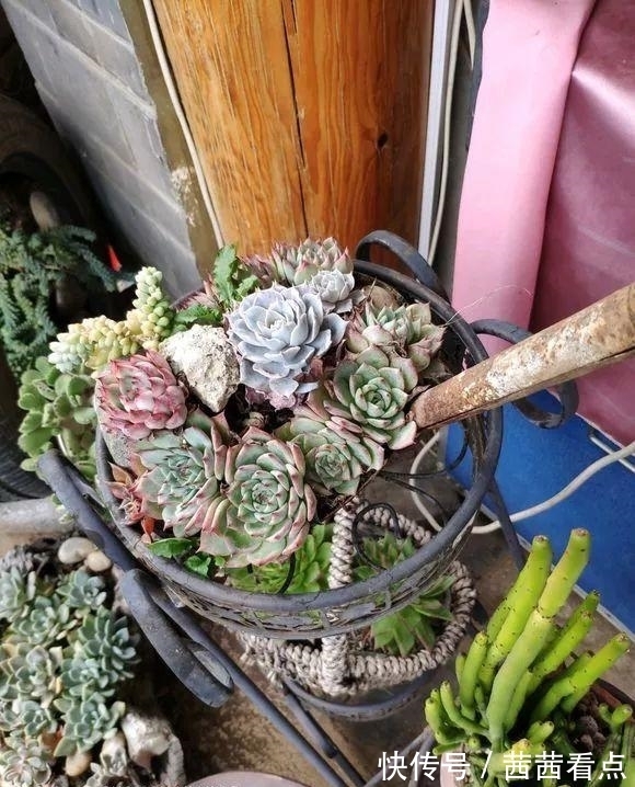 张大姐养多肉, 连屋顶也不放过, 8年种了3万棵!