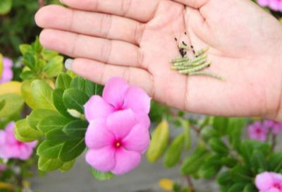 凤仙花|这13种漂亮的花，到了秋天结种子，记得采摘一些，留着明年种