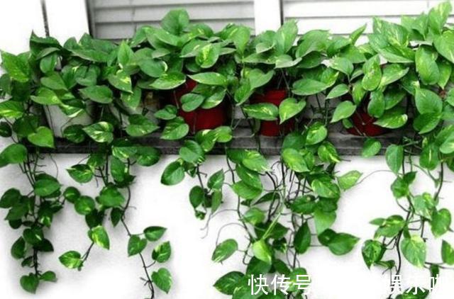 养分|天冷了,给绿萝补点“营养”,整个冬天叶子绿油油
