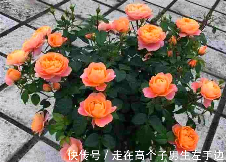 6种最喜欢太阳的家庭盆栽，5种都是开花机器，爆盆简单四季常开