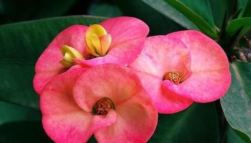  开花|4款盆栽花，好养易成活，花美似牡丹，全年开花不断