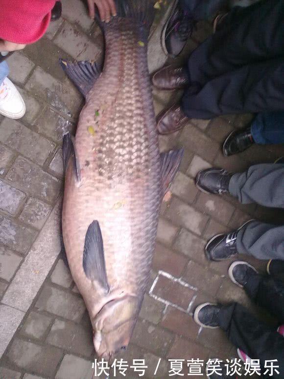 老人湘江边钓上一米多长的大青鱼,圆滚滚的像小猪