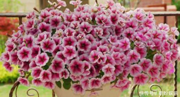 3种花常年开花易爆盆,被称为花卉界的劳模,一开就是300多天