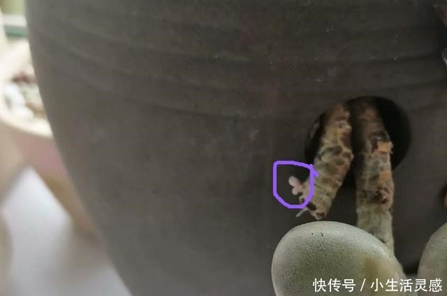 春天让多肉爆头的4个技巧,有一种最好不用,对肉肉会有一定伤害!