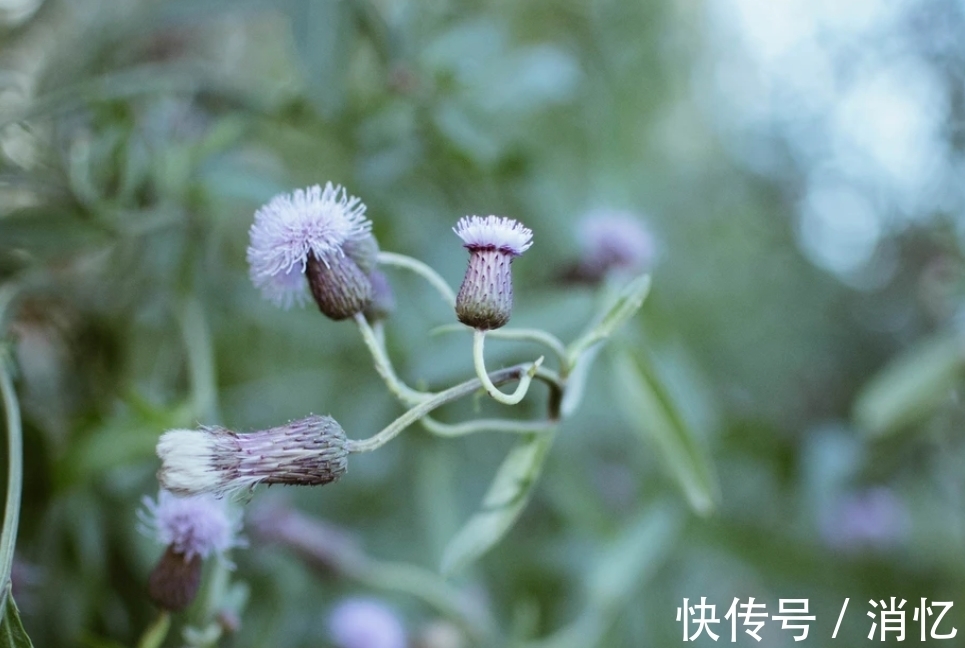 城府|看似单纯，实则深不可测的星座，城府深厚，只是在生活里懒得使用