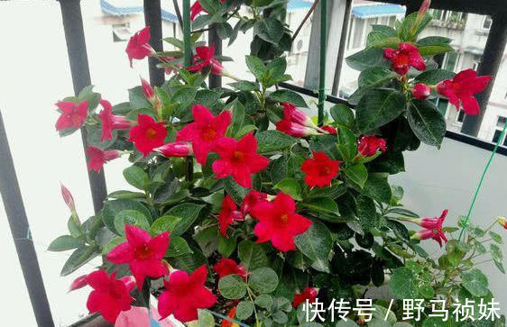 阳台上|喜欢养花,就养这4种花,越晒开花越旺,花市都抢着买