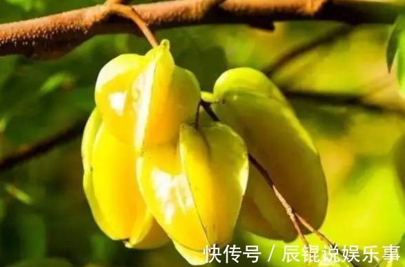 修剪|杨桃降低血脂、生津止渴,农民种植只需掌握四点,收获高产杨桃