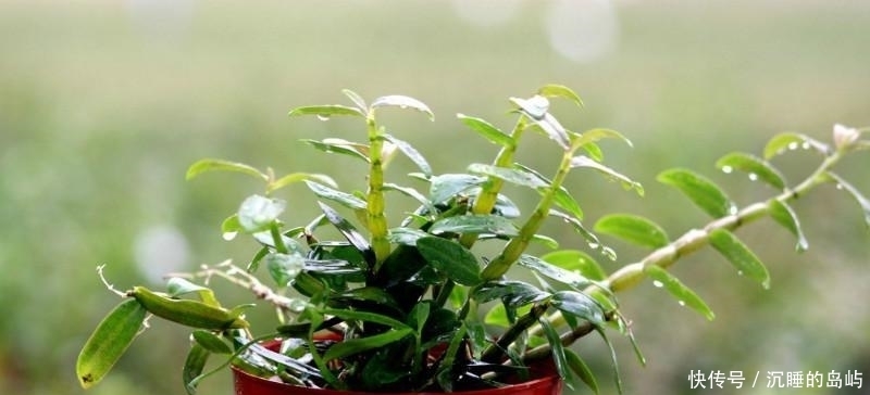 降血糖|血糖升高不要怕,每天吃一点“降糖食物”,血糖一天比一天稳