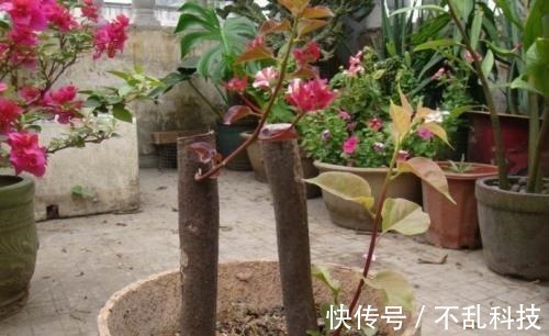 2种漂亮花,别再花钱买,去邻居家剪个枝,插土里易成活!